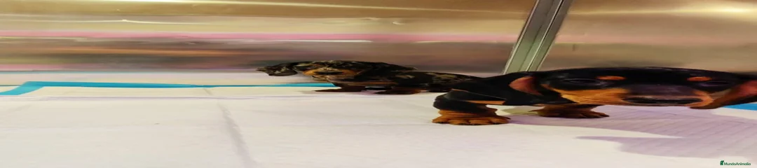 Teckel Miniatura Cachorro 3