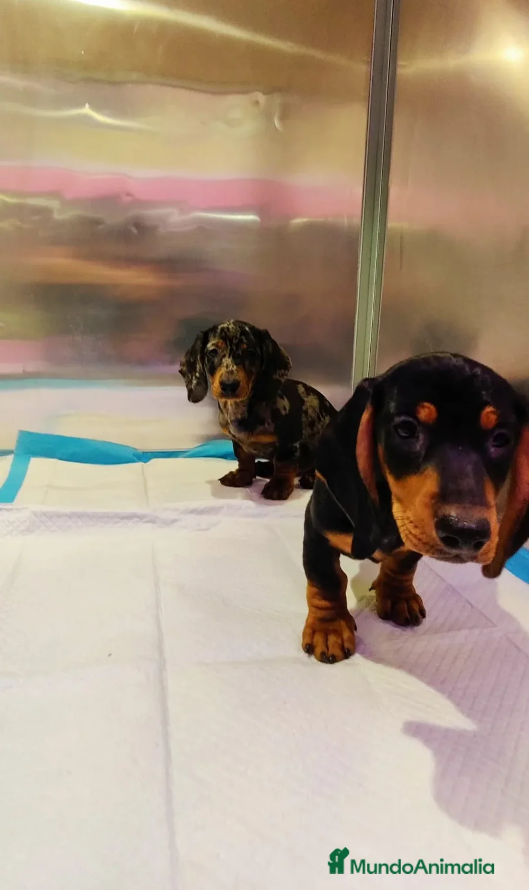 Teckel Miniatura perros en venta: Teckel mini - Anuncio 3