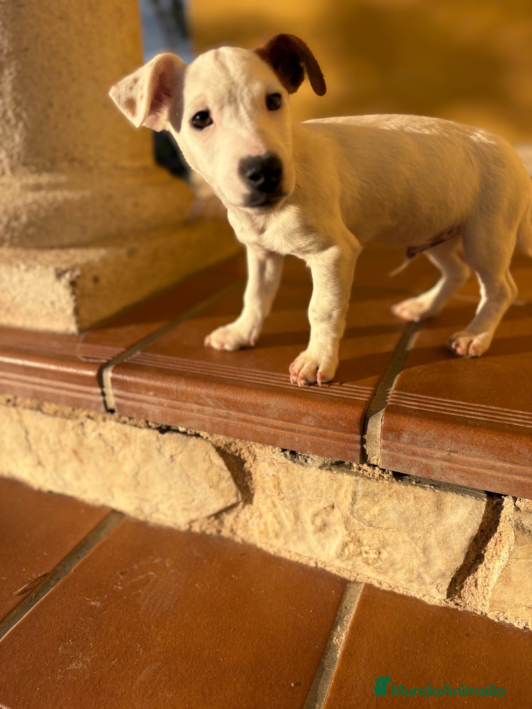 Jack Russell Terrier perros en venta: Cachorro macho de Jack Russell  - Anuncio 12