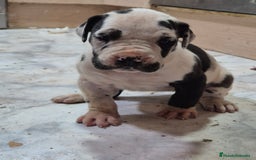 Dogo Alemán perros en venta: Dogo alemán  - Imagen 2