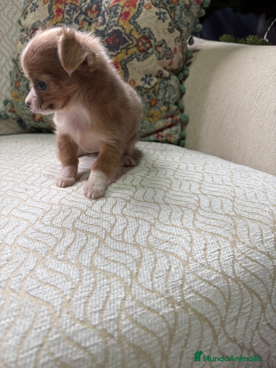 Chihuahua perros en venta: Chihuahua Toy hembra chocolate pelo largo  - Anuncio 8