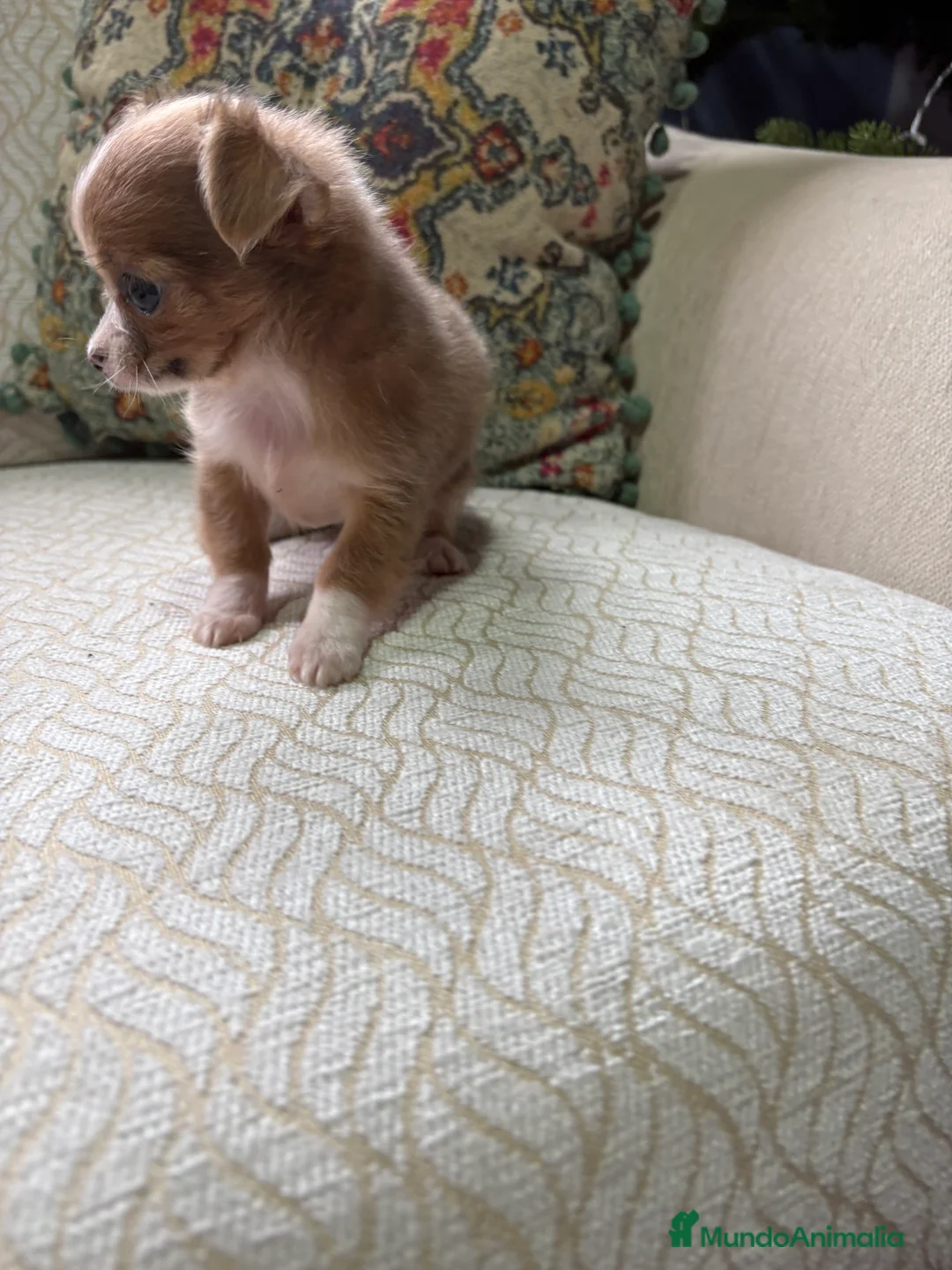 Chihuahua perros en venta: Chihuahua Toy hembra chocolate pelo largo  - Anuncio 8