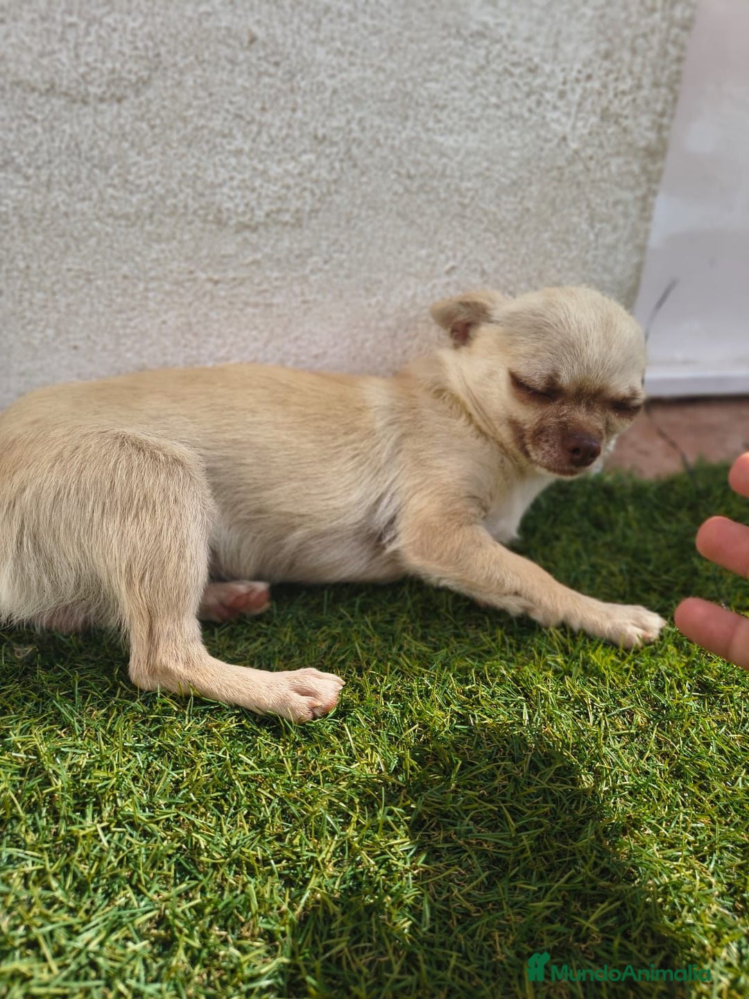 Chihuahua perros en venta: Chihuahua toy - Imagen 6