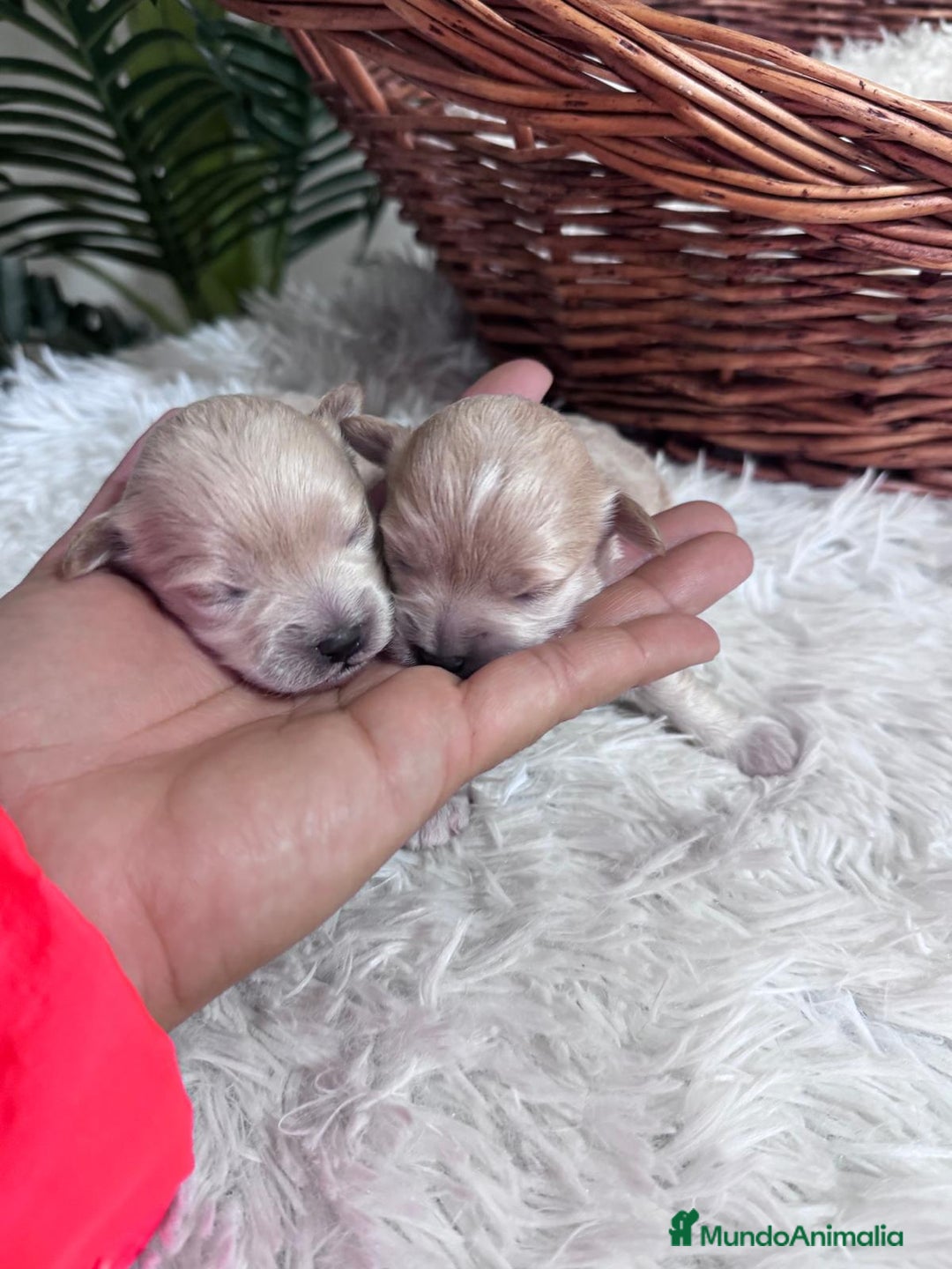 Maltipoo perros en venta: MALTIPOO  - Anuncio 12