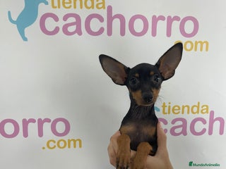 Ratón de Praga perros - Anuncio 4