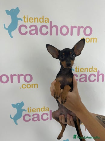 Ratón de Praga perros - Anuncio 4