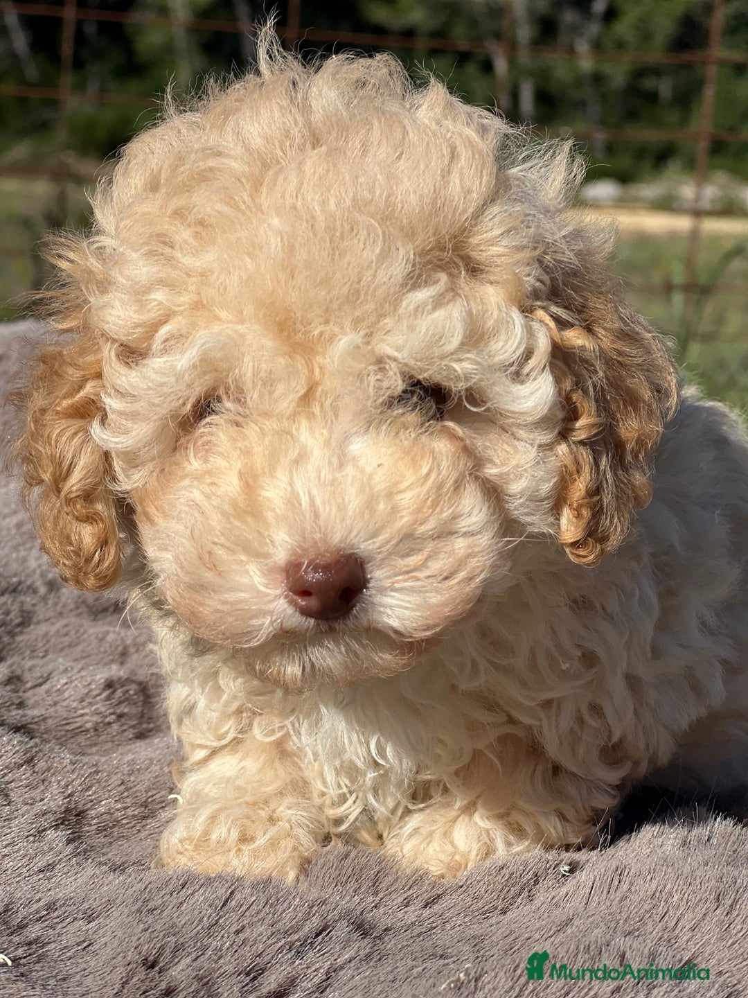 Maltipoo perros en venta: Maltipoo f2  - Imagen 2
