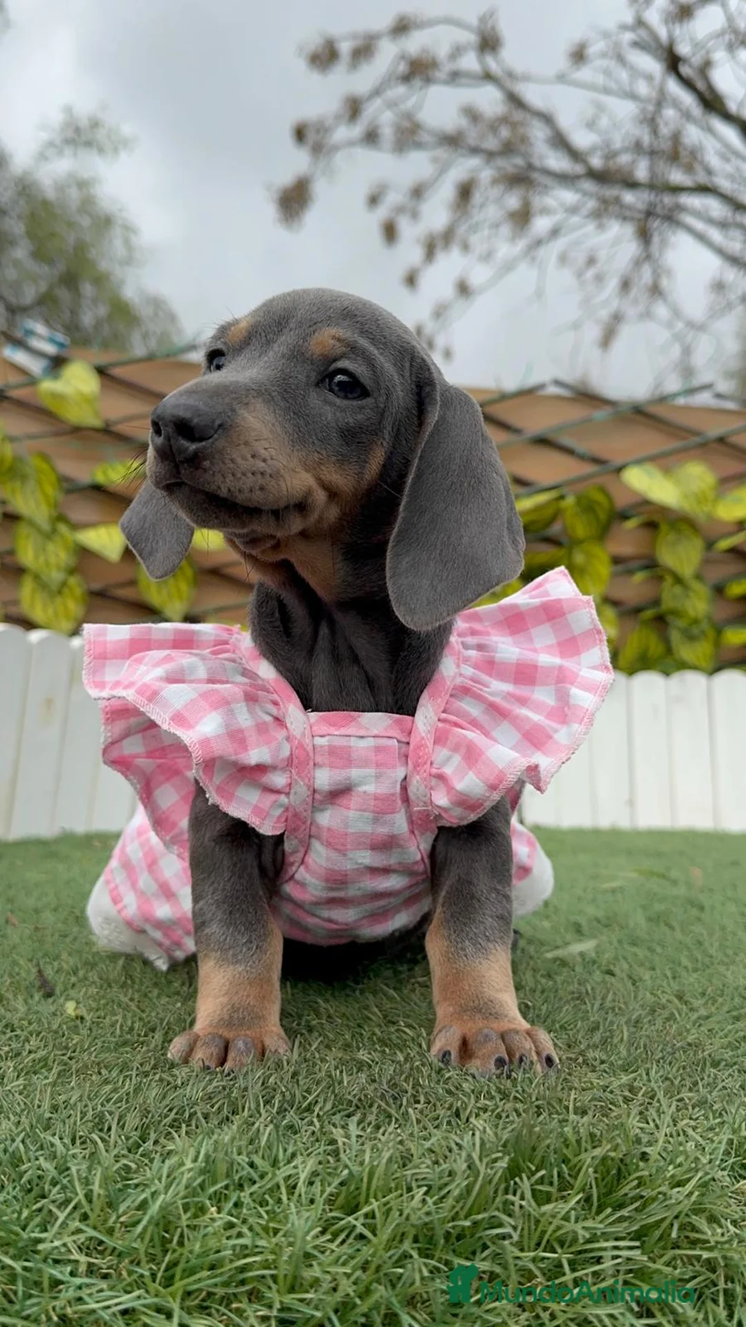 Teckel Miniatura perros en venta: TECKEL MINIATURA - Anuncio 13