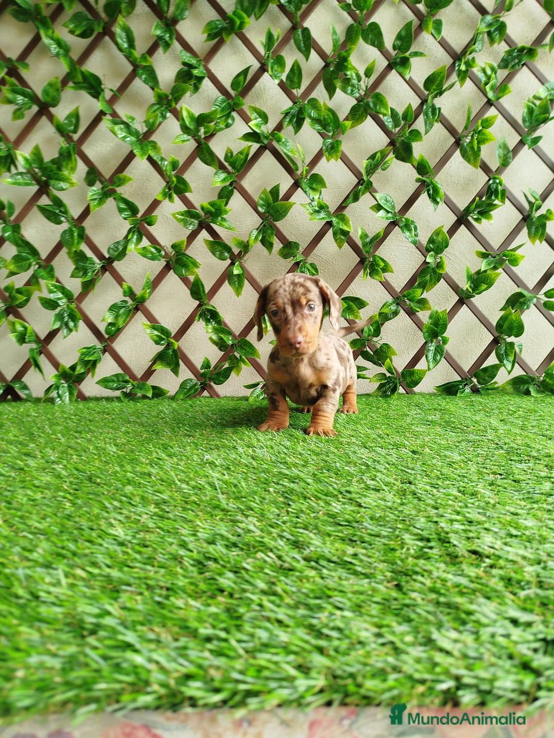 Teckel Miniatura perros en venta: Teckels miniatura  - Anuncio 3