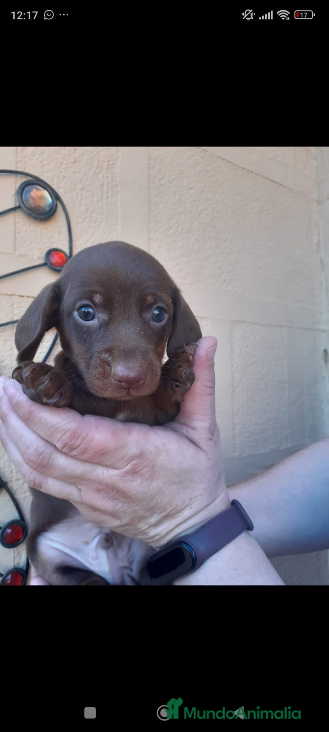 Teckel Miniatura perros en venta: Teckel mini - Anuncio 9