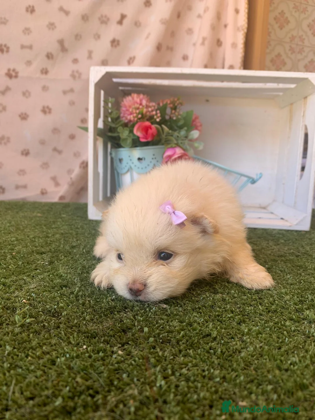 Pomerania perros en venta: POMERANIA - Anuncio 1
