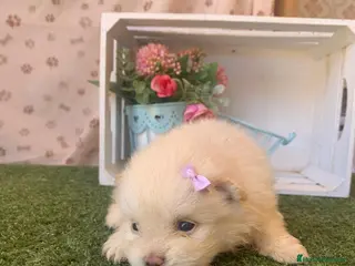 Pomerania perros POMERANIA - Anuncio 6