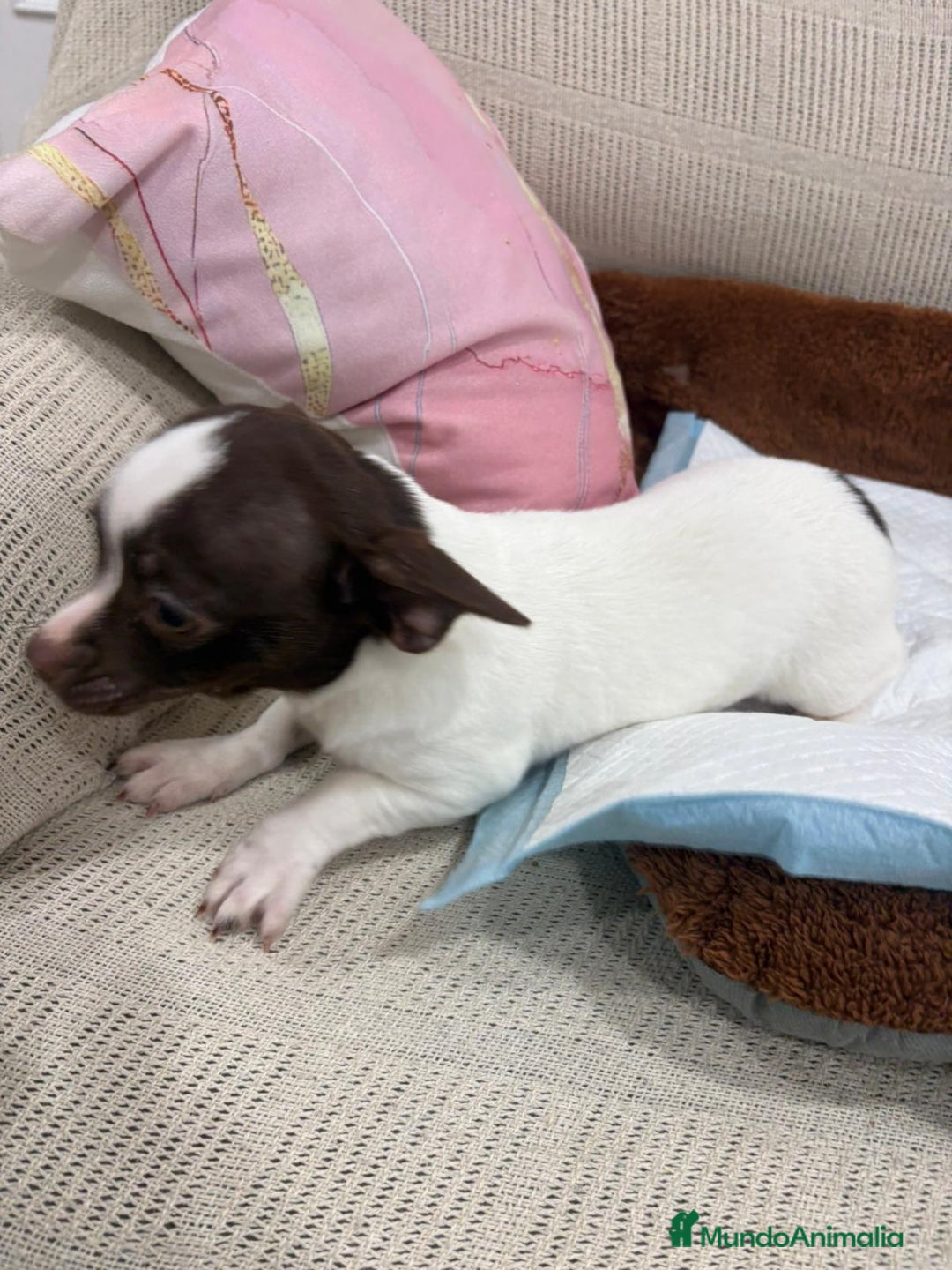Chihuahua perros en venta: Chihuahua hembra - Anuncio 9