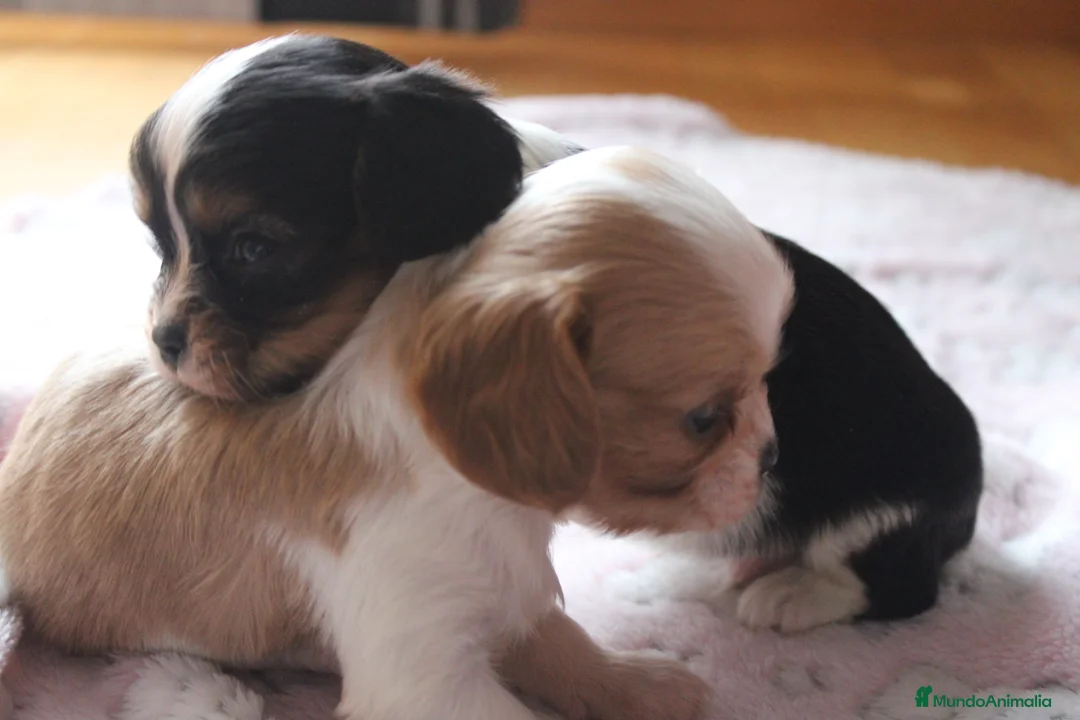 Cavalier King Charles Spaniel perros en venta: Machos de cavalier en Madrid - Anuncio 2