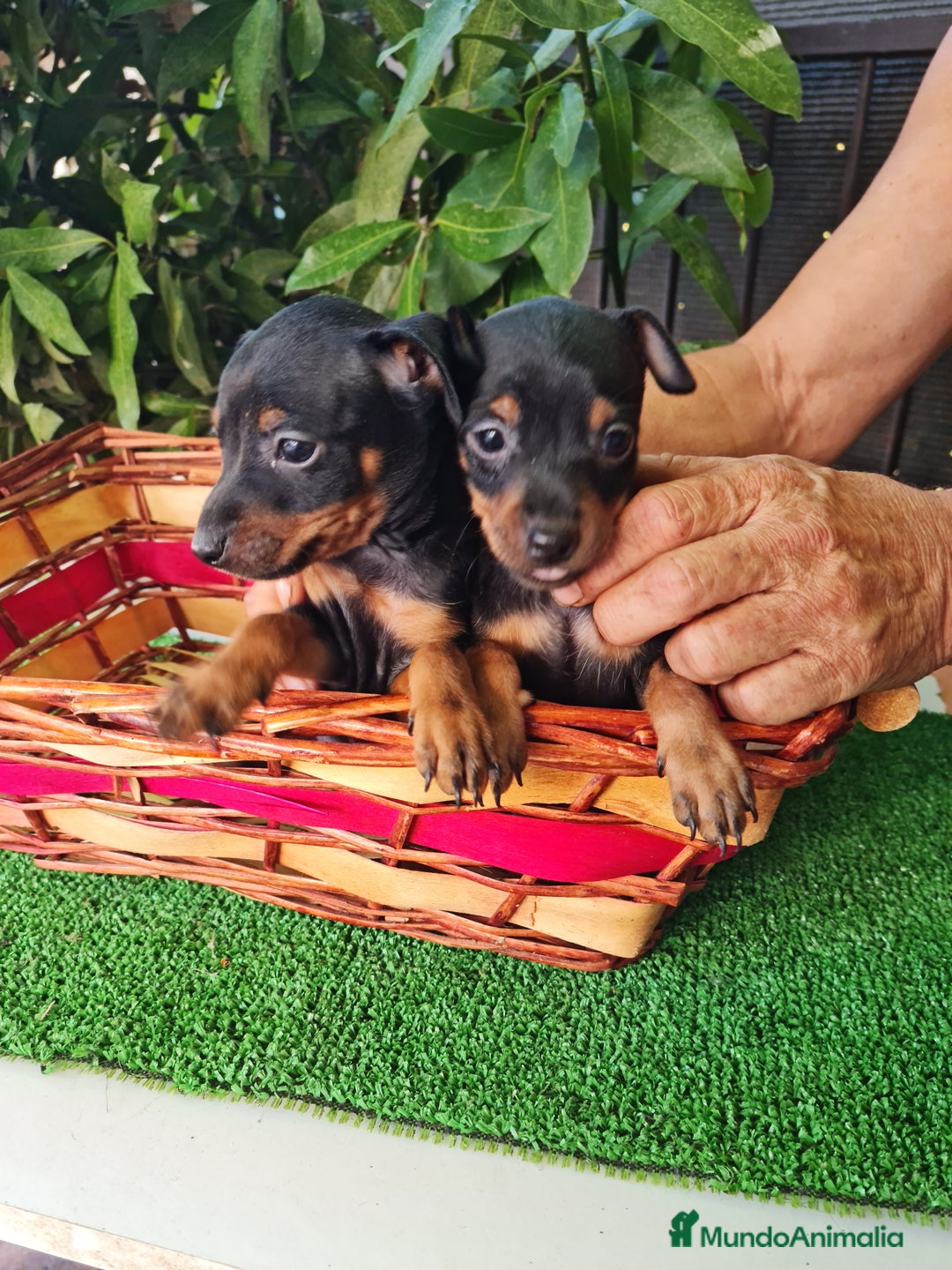 Ratón de Praga perros en venta: Raton de praga - Imagen 5