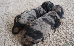Teckel Miniatura perros en venta: 🐾 Fina y Delfina – Teckel miniatura 🐾 - Imagen 4