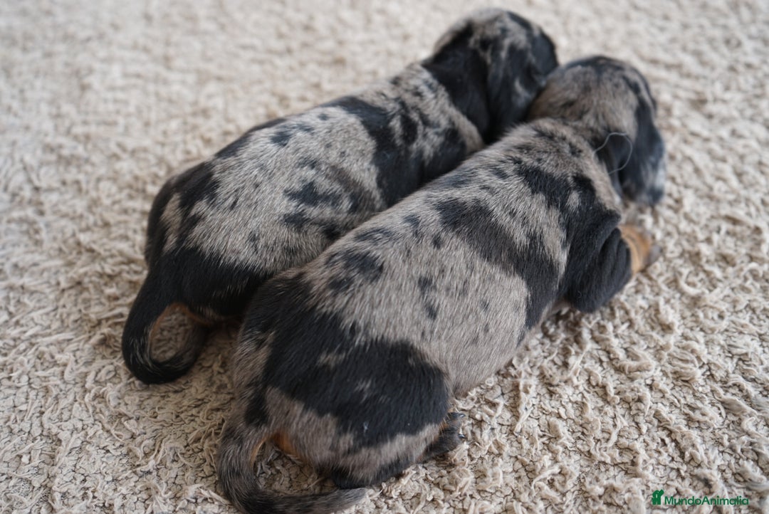 Teckel Miniatura perros en venta: 🐾 Fina y Delfina – Teckel miniatura 🐾 - Imagen 4