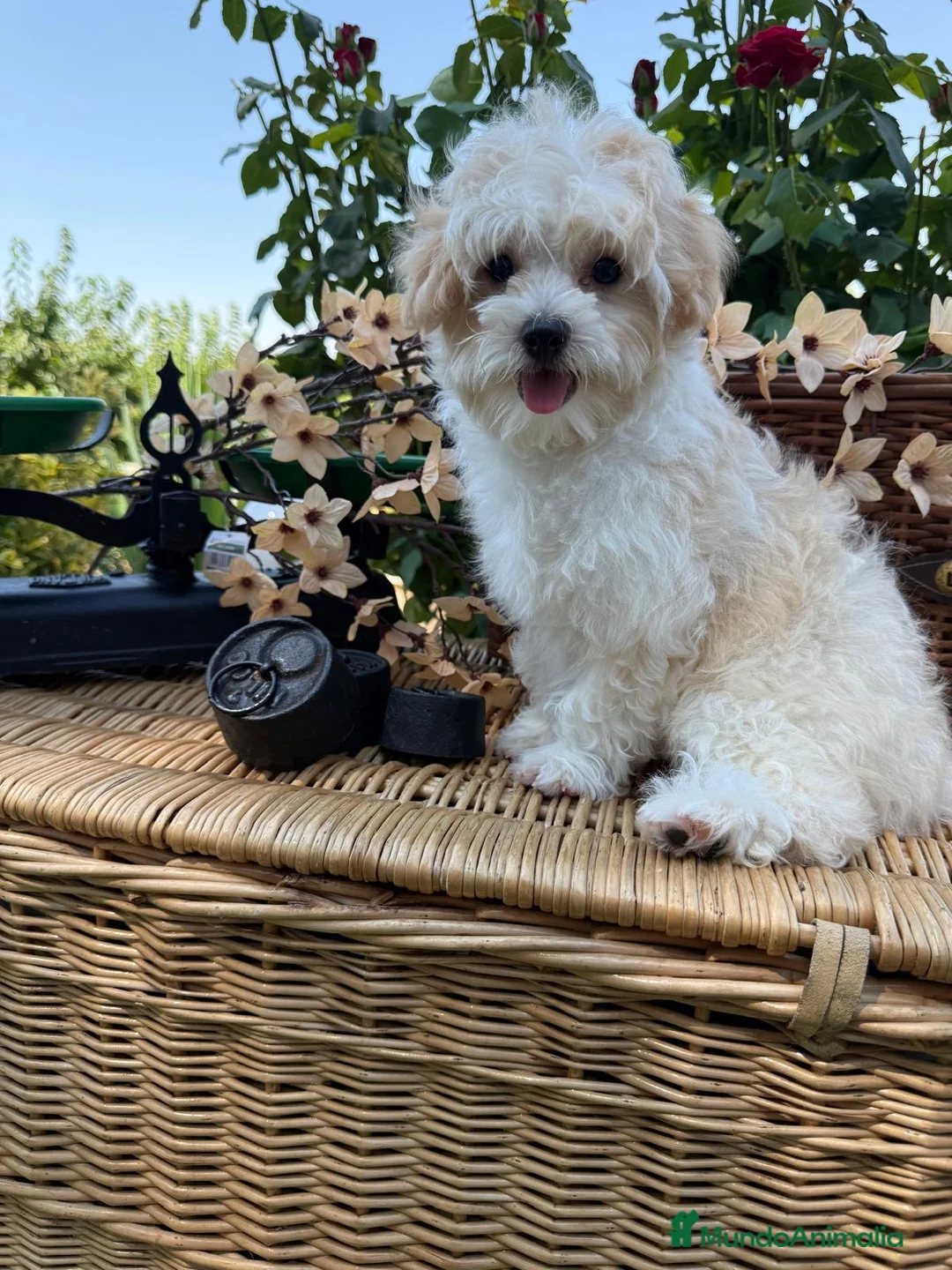 Maltipoo perros en venta: Maltipoo simpatiquísimos !!!! - Anuncio 1
