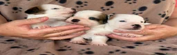 Jack Russell Terrier perros en venta: Cachorros de jack Russell disponibles - Anuncio 11