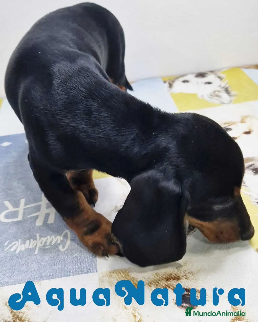 Teckel perros en venta: Teckel Hembra 9972 - AQUANATURA en Barcelona - Anuncio 4