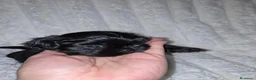 Shih Tzu perros en venta: Machitos negros  - Anuncio 1