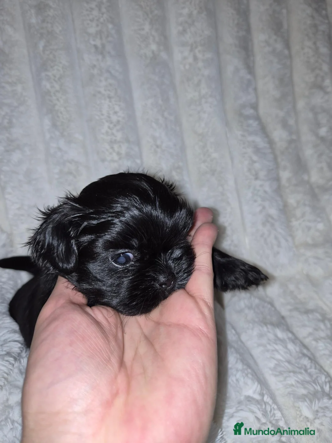 Shih Tzu perros en venta: Machitos negros  - Anuncio 1