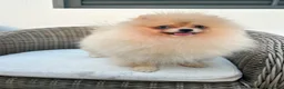 Pomerania perros en venta: Pomerania hembra toy - Anuncio 2