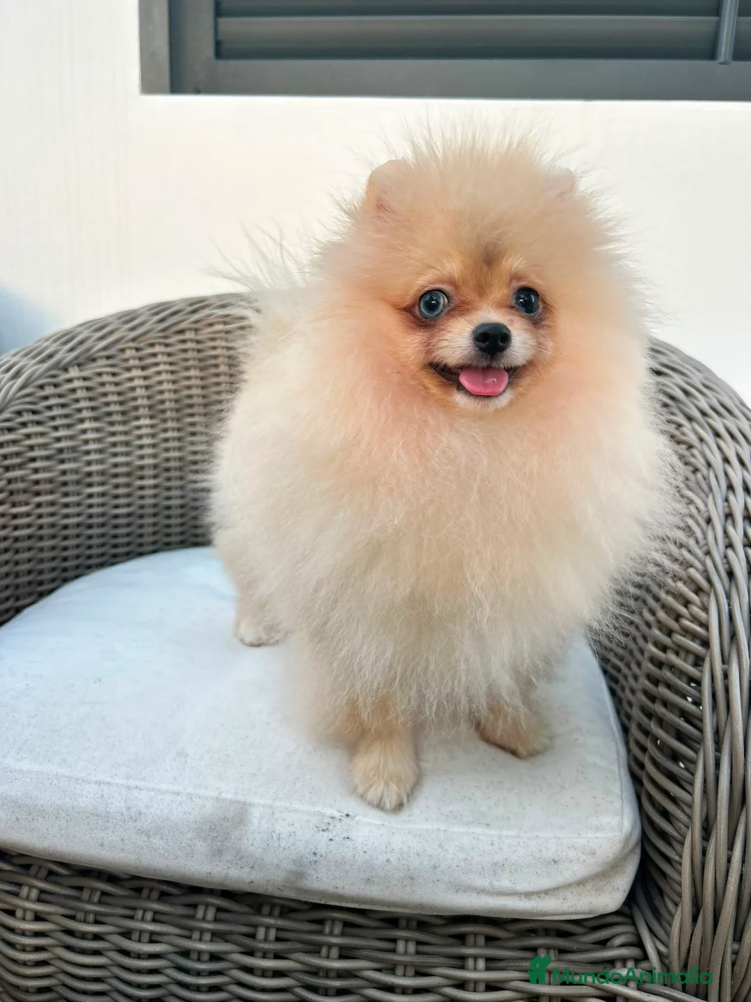 Pomerania perros en venta: Pomerania hembra toy - Anuncio 2
