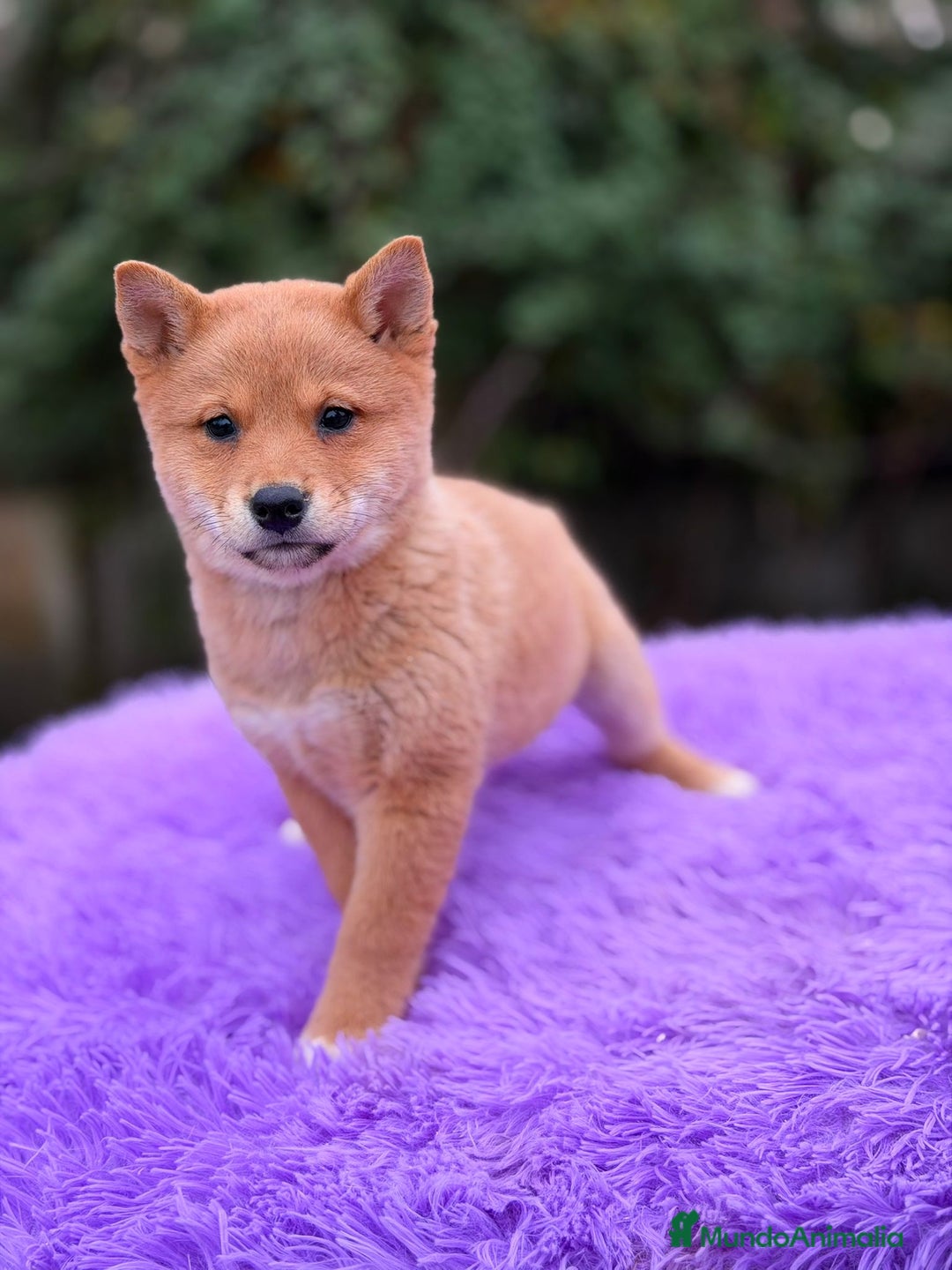 Shiba Inu perros en venta: Shiba inu Rojo Hembra - Anuncio 8