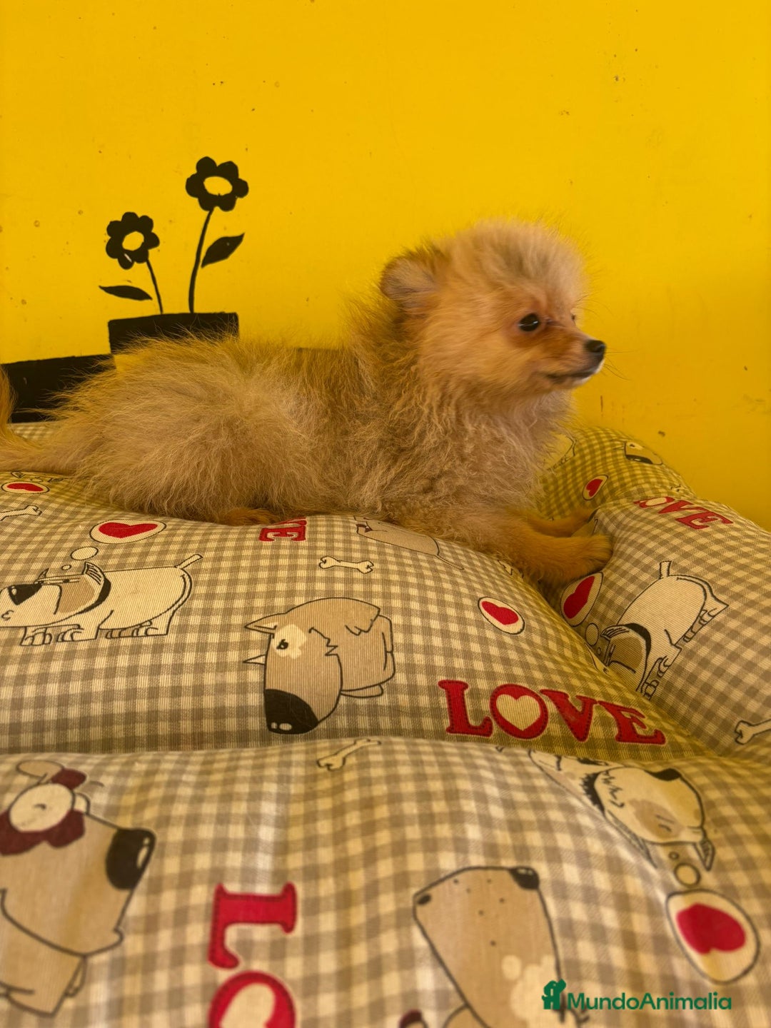 Pomerania perros en venta: Pomerania machos - Imagen 4
