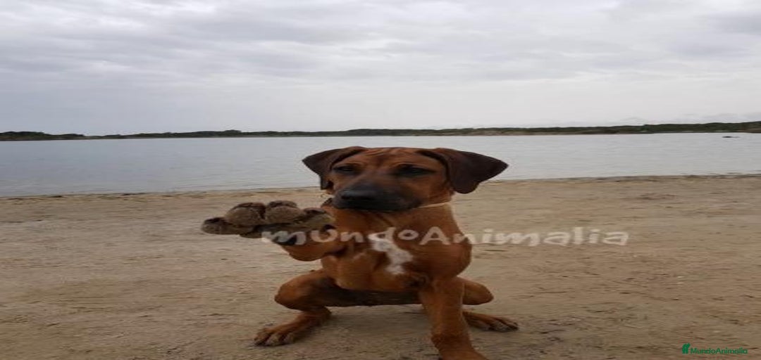 Imagen de galería {{count}}