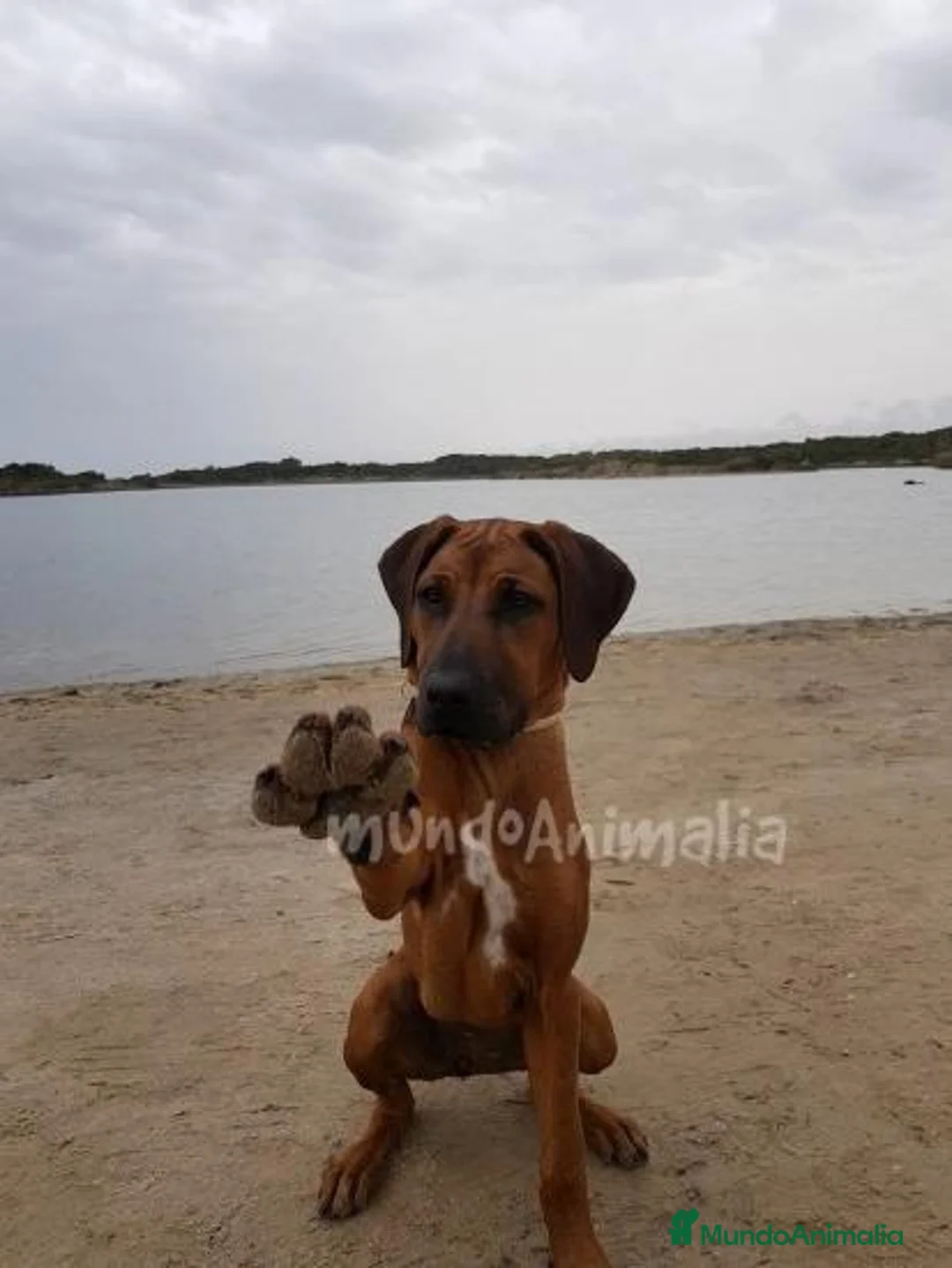 Imagen de galería {{count}}