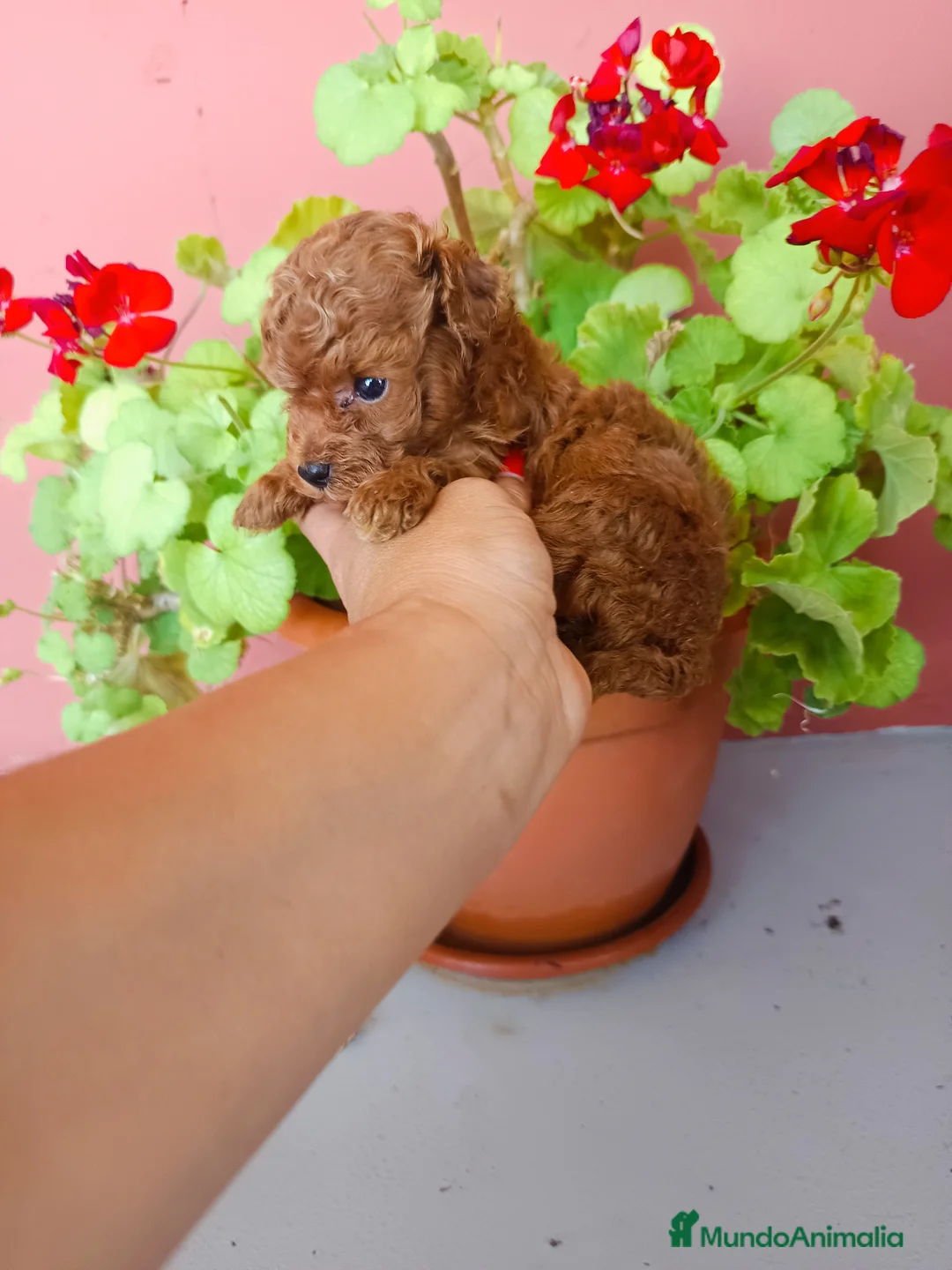 Caniche Toy perros en venta: Caniche toy rojo - Anuncio 3