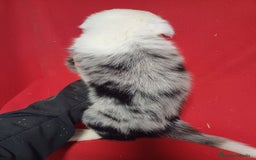 Border Collie perros en venta: Border Collie Merle  - Imagen 3