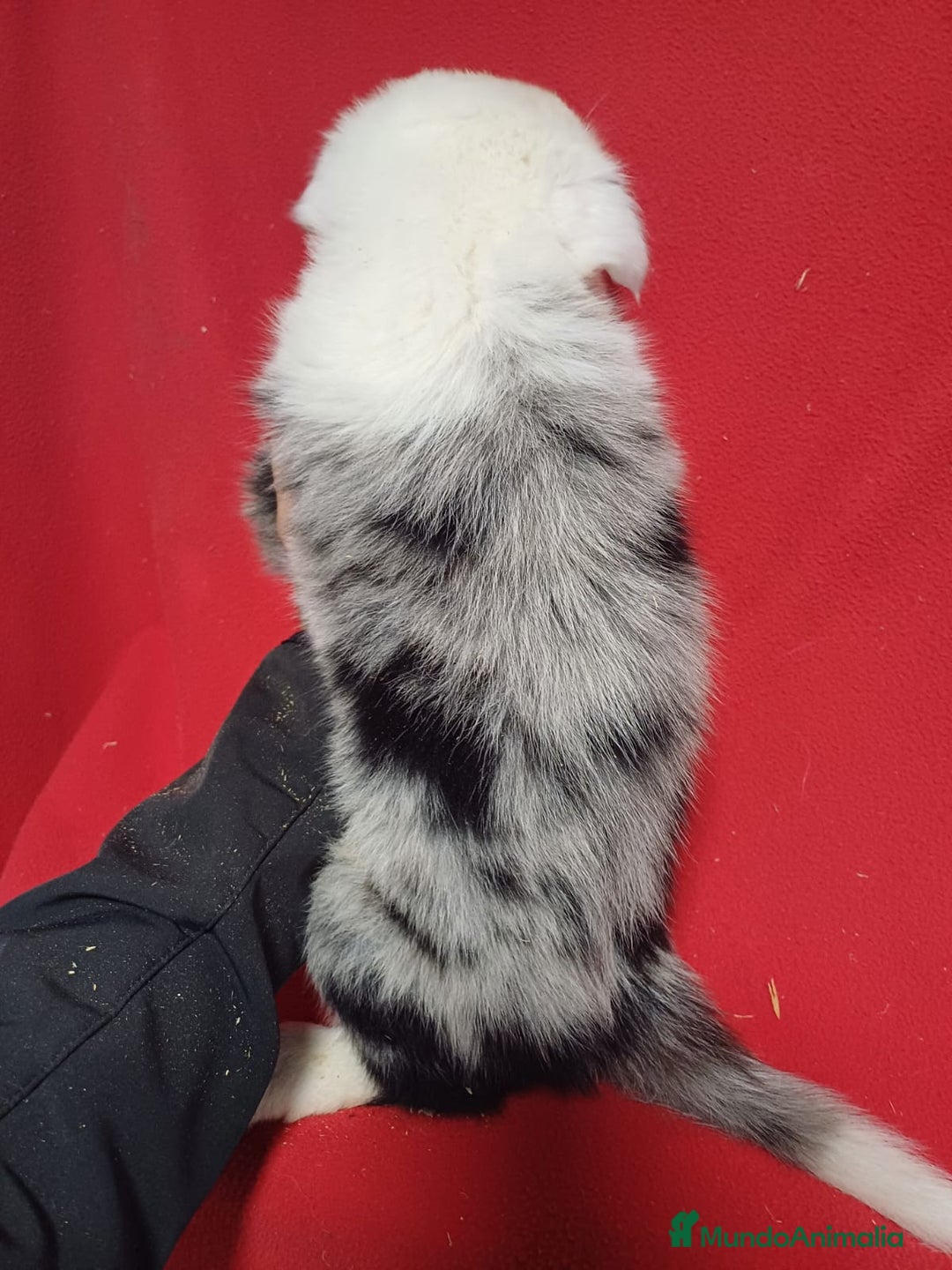 Border Collie perros en venta: Border Collie Merle  - Imagen 3