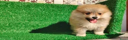 Pomerania perros en venta: Pomerania  - Anuncio 12