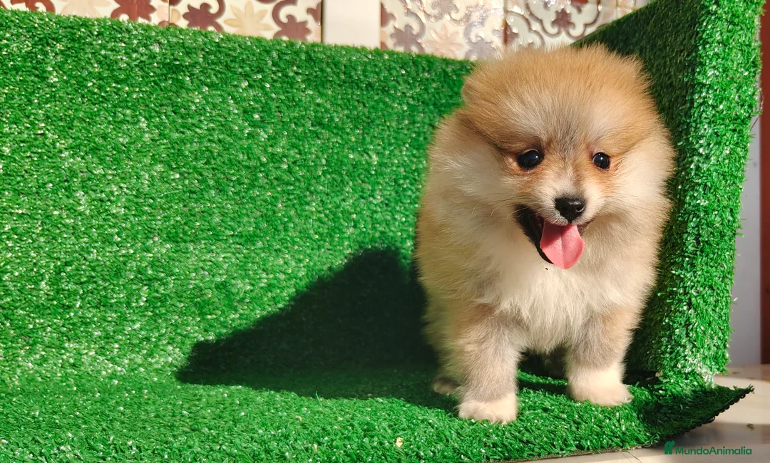 Pomerania perros en venta: Pomerania  - Anuncio 12