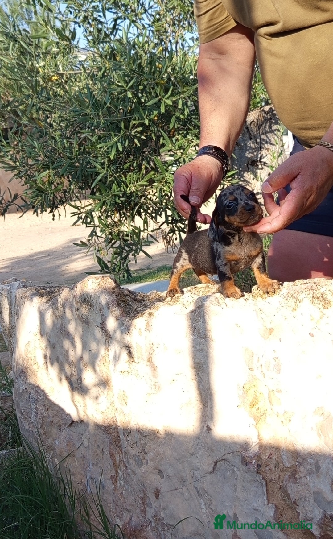 Teckel Miniatura perros en venta: Preciosos cachorritos de teckel kaninchen  - Imagen 1