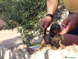 Teckel Miniatura perros - Anuncio 31