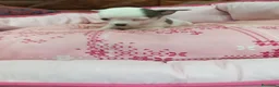 Chihuahua perros en venta: CHIHUAHUA TOY - Anuncio 9
