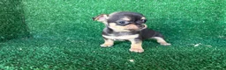 Chihuahua perros en venta: chihuahua - Anuncio 6