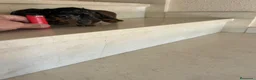 Teckel perros en venta: Teckel kanichen maxima calidad - Anuncio 5