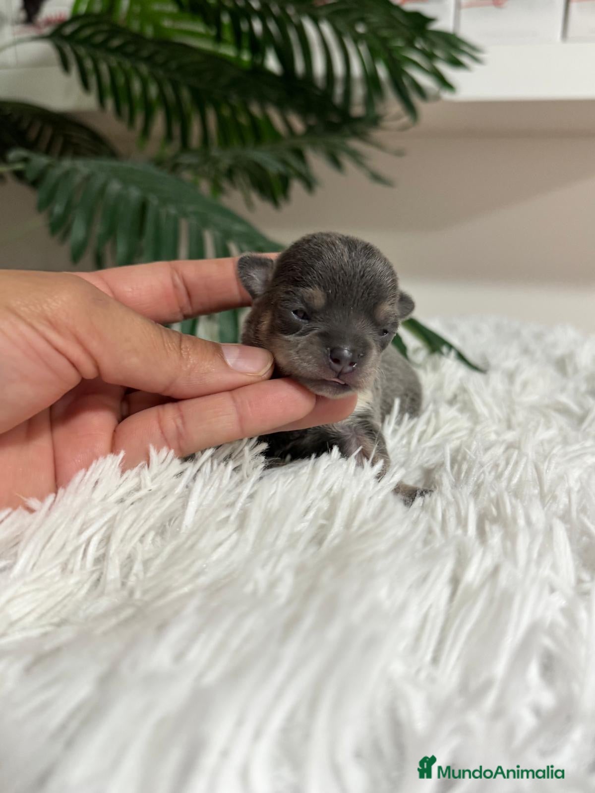 Chihuahua perros Chihuahua Blue hembra - Anuncio 1