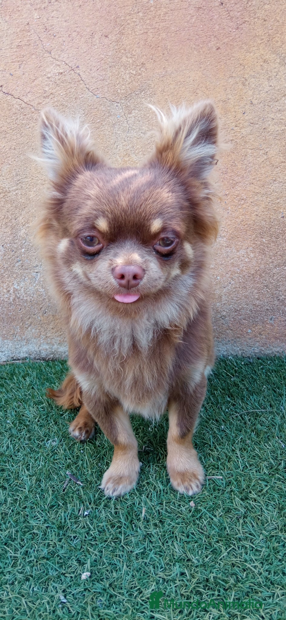 Chihuahua perros chihuahua de pelo largo - Anuncio 17