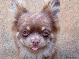 Chihuahua perros chihuahua de pelo largo - Anuncio 17
