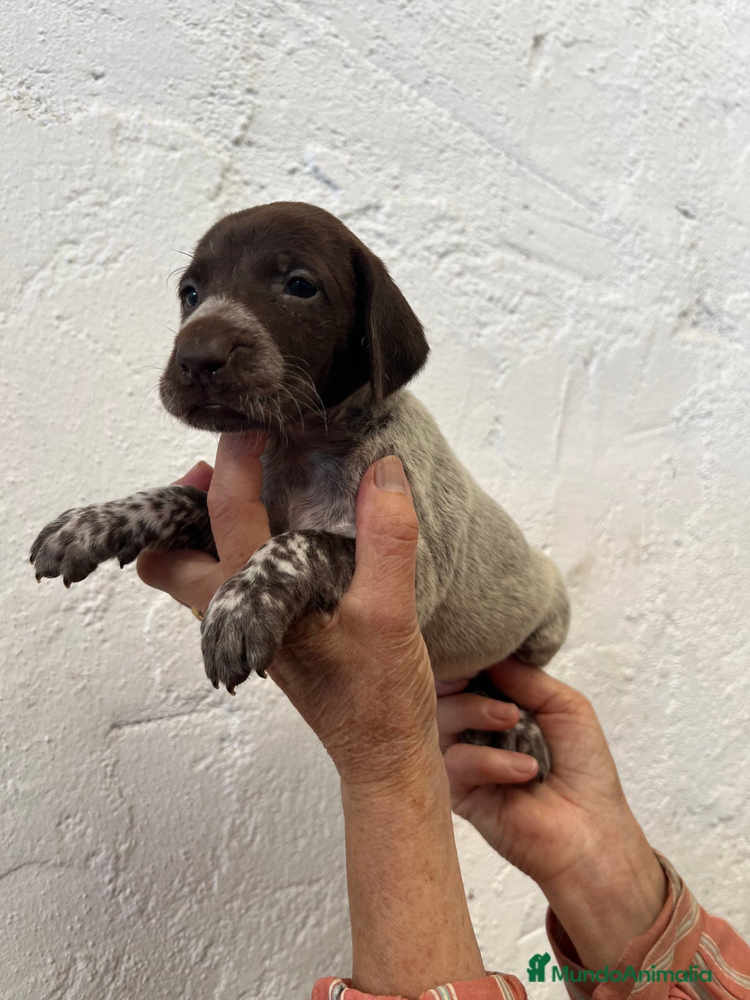 Braco Alemán de Pelo Corto perros en venta: Camada Braco Alemán  - Imagen 3