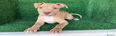 American Pit Bull Terrier 2