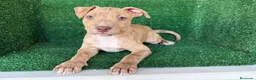 American Pit Bull Terrier perros en venta: pitbull - Anuncio 5