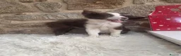 Border Collie perros en venta: Cachorros de border collie - Anuncio 3