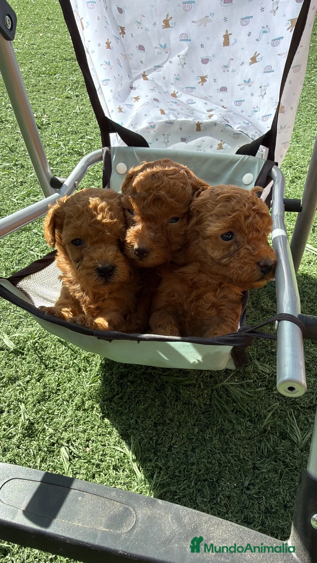 Caniche Toy perros en venta: Caniche Toy hembra  - Anuncio 2